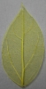 Preview: Leaves dried yellow