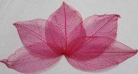 Leaves dried pink