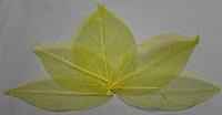 Leaves dried yellow