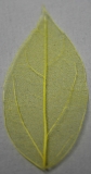 Leaves dried yellow