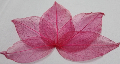 Leaves dried pink