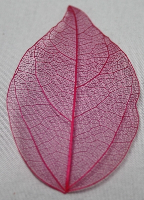 Leaves dried pink