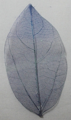 Blätter getrocknet blau
