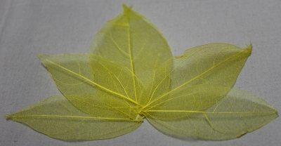 Leaves dried yellow