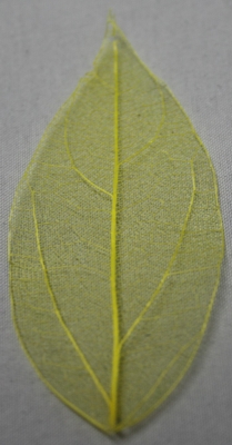Leaves dried yellow