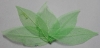 Leaves dried appel-green