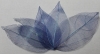 Leaves dried blue