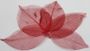 Leaves dried red