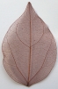 Leaves dried dusky pink